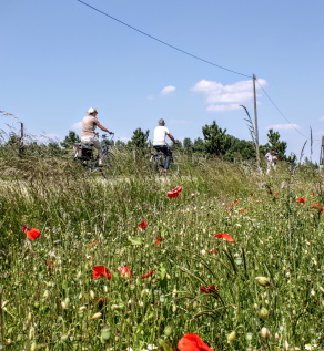 Recreatieve fietsers